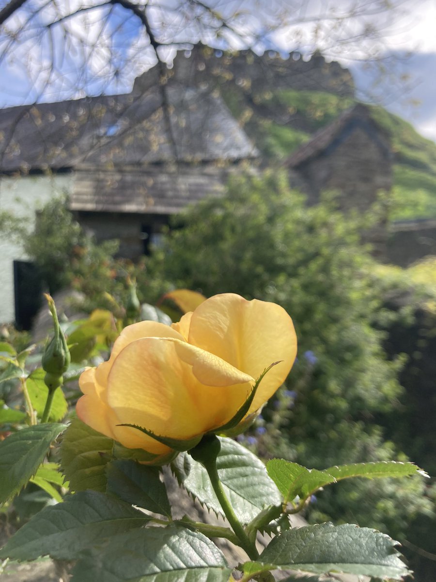 Richard Reynolds tweet media