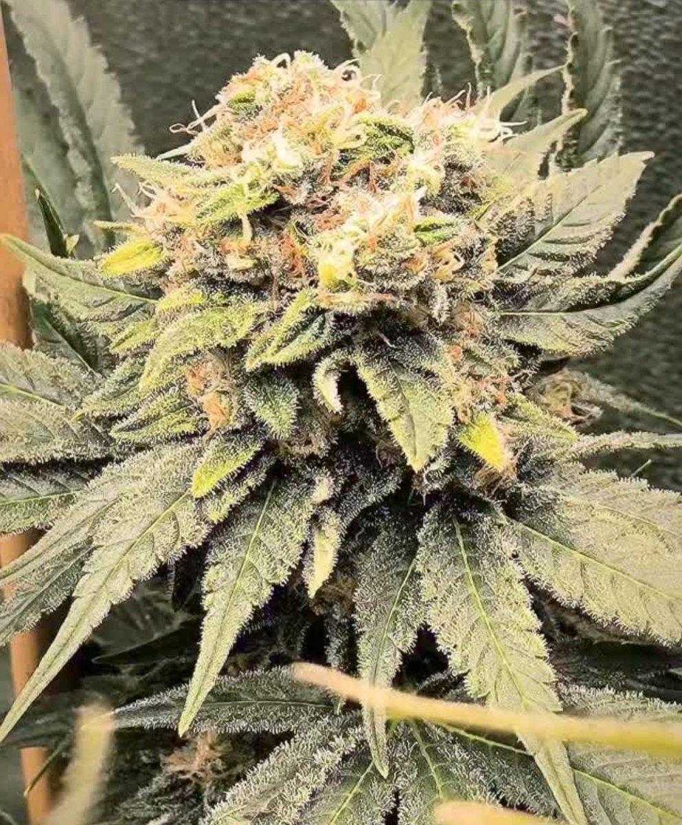 KannabiaGlobal's tweet photo. BREAK-UP CAKE by #Kannabia ๐ฑ @KannabiaSeeds @Kannabia_Samen @Kannabia_US
๐๐ฐ๐ฅณ๐๐งก๐
โน๏ธ #BreakUpCake #cannabisseeds โก๏ธ https://t.co/2VkHjDc3af
Fem โ๏ธ
Girl Scout Cookies x Cherry Pie
Indica dominant hybrid
#cannabisculture #seeds #KannabiaSeeds ๐ฑ https://t.co/kqf2lVe9XH