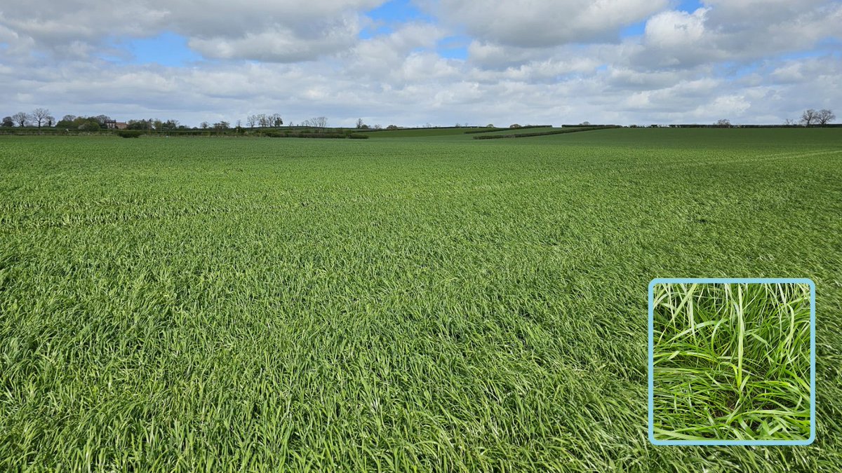 Master Leys for as far as the eye can see! Bulk Master in the foreground and Multi Master in the distance, both established after Maize in Northallerton, North Yorkshire. 📷 Rob Bowes