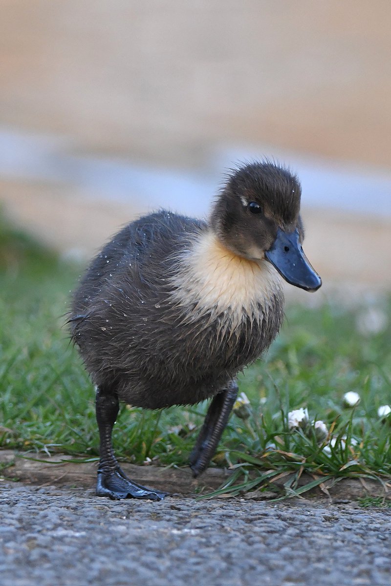 Mallard duckling Bude Cornwall 〓〓 #wildlife #nature #lovebude #bude #Cornwall #Kernow #wildlifephotography #birdwatching #BirdsOfTwitter #TwitterNatureCommunity #Mallard #Duckling