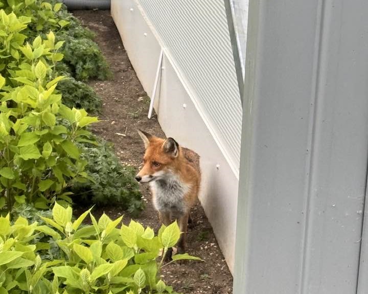 It may not be in keeping with the rest of college architecture, but our Lawns Pavilion temporary building has some very happy residents including a local frequently-spotted vixen... we hope she'll find another spot to visit when the building goes and we get our dining hall back!