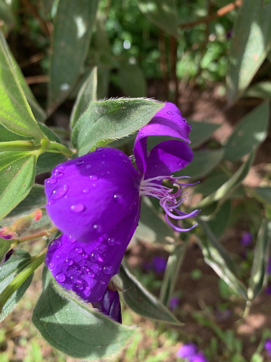 When I say; “My heart was heavy but the sight of the sun kissing the dewy petals of the flowers blooming along the lane gave me some sort of relief,” this is what I am talking about. 💜💜💜💜💜💜💜