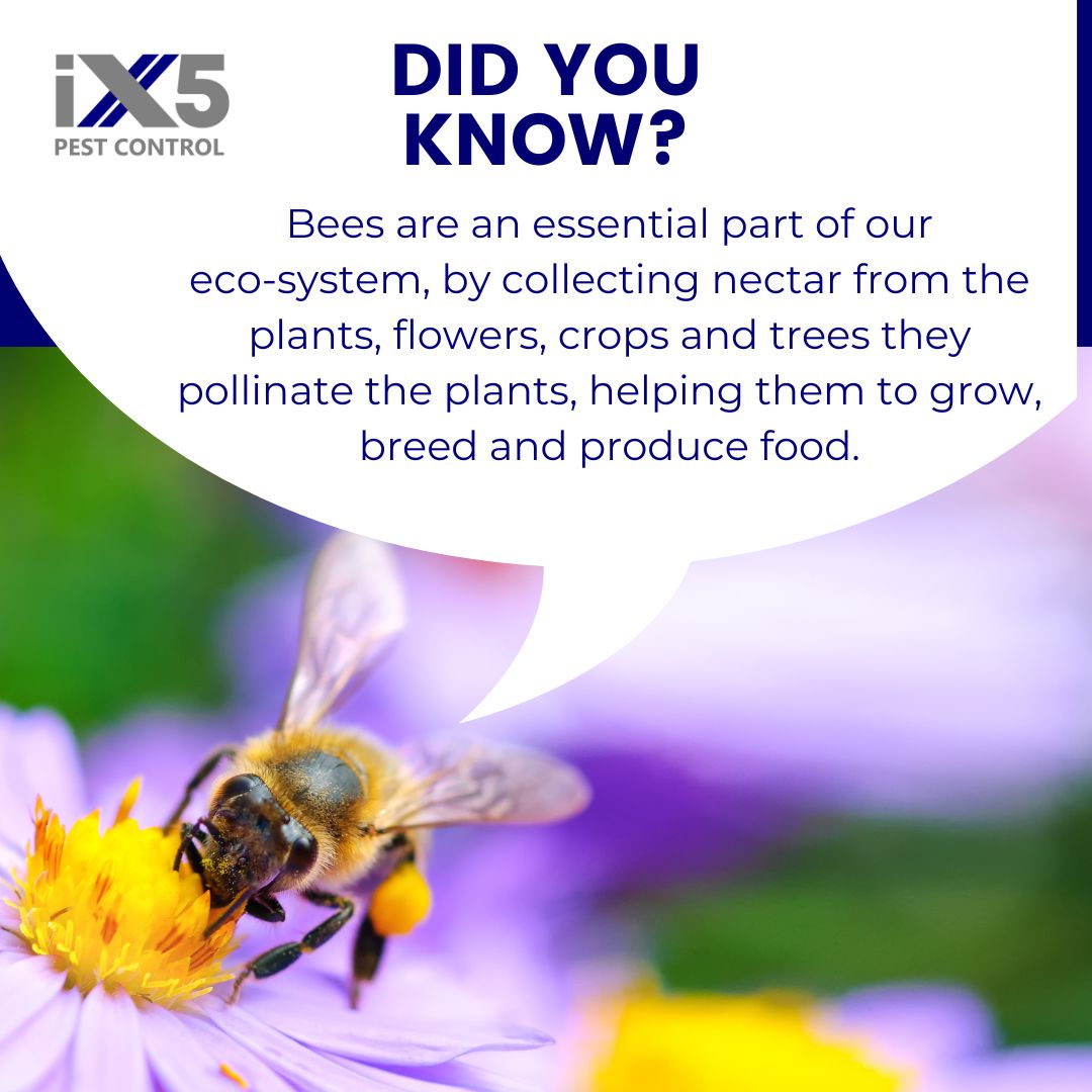 iX5uk's tweet photo. Bees in your space? Don't panic! iX5 Pest Control offers safe bee removal services. We relocate bees without harm, protecting our ecosystem. Let's save the bees together! 🌍💚 DM us for help! #SaveTheBees #EcoFriendlyPestControl #BeeRemoval https://t.co/VgKHwZRSaK https://t.co/nTenoYVRu3