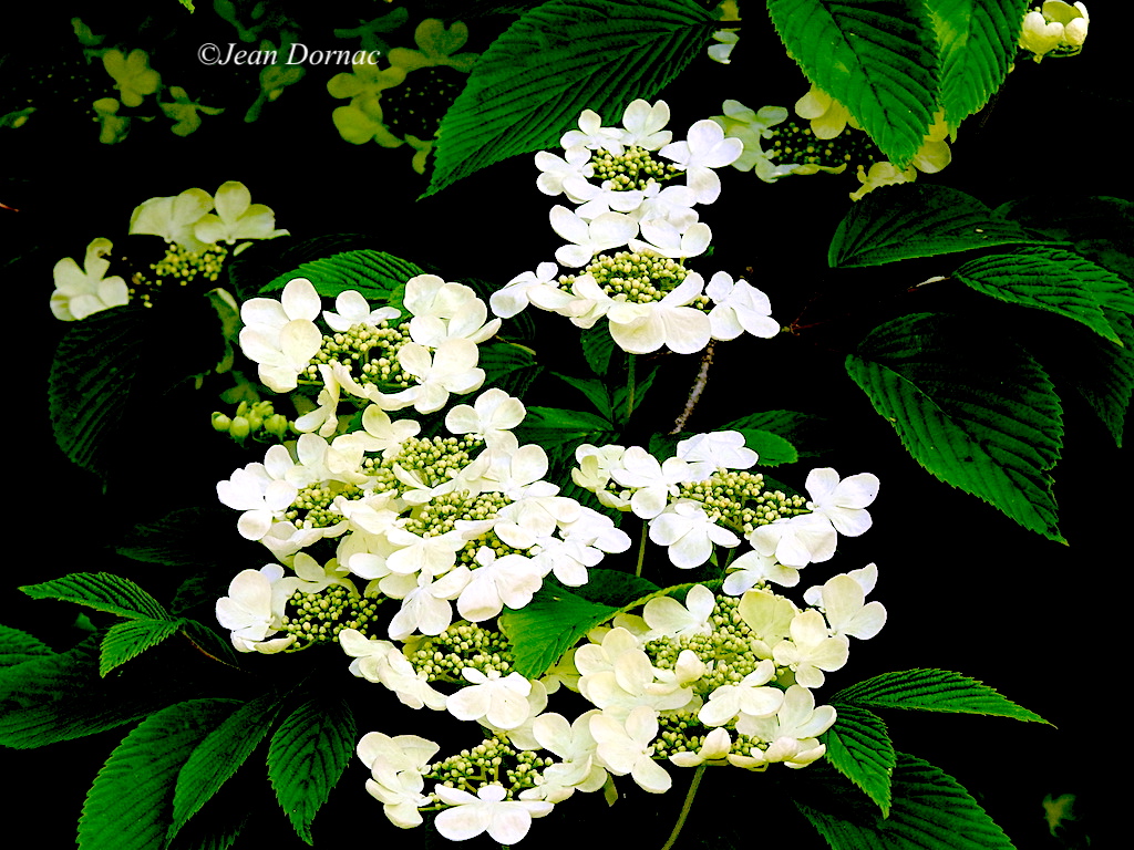 JeanDornac's tweet photo. Les très nombreux boutons de ce viorne de chine montrent à quel point le printemps était attendu... #nombreux #boutons #viorne #Chine #printemps #attendu #parc #médiathèque #Lannion #CôteArmor #Bretagne #France https://t.co/cytUn5ovLX