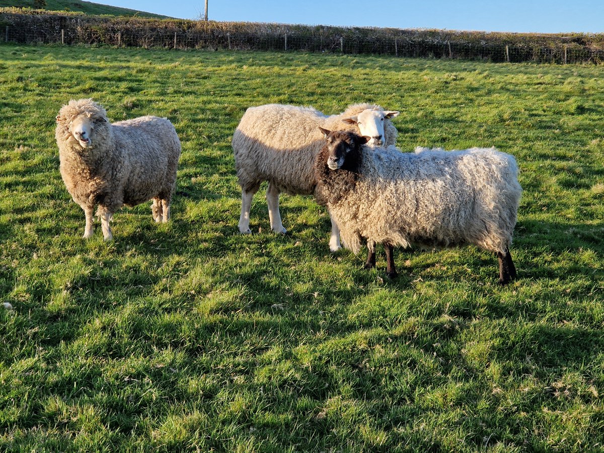 Bonnet,  Feather and Blue ❤️☀️

#animalsanctuary #sheep #sheep365 #AnimalLovers #ForeverHome #spring #sunshine #grass #nonprofit #amazonwishlist #sponsorasheep 

woollypatchworksheepsanctuary.uk