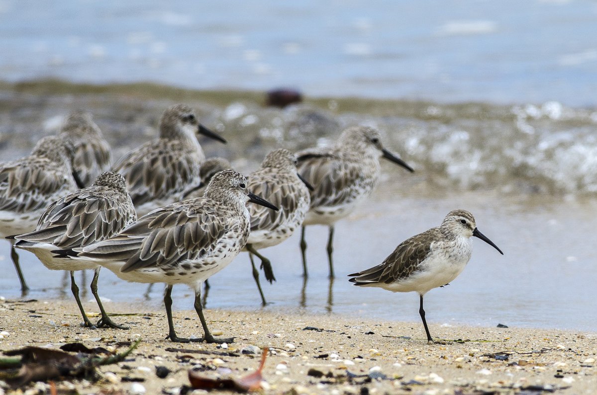 We have a new paper in @PNASNews on migration ecology - this study led by @S_Lisovski investigates the vulnerability of migratory shorebirds to environmental change. New models that can better estimate the future migration needs of migratory shorebirds. pnas.org/doi/10.1073/pn…