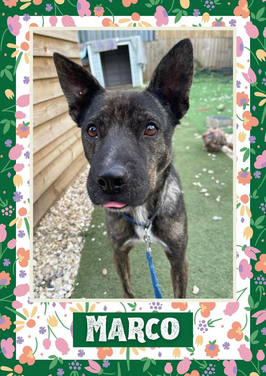 Marco would like you to retweet him so the people who are searching for their perfect match might just find him 💚🙏 oakwooddogrescue.co.uk/meetthedogs.ht… 
#teamzay #dogsoftwitter #rescue #rehomehour #adoptdontshop #k9hour #rescuedog #adoptable #dog