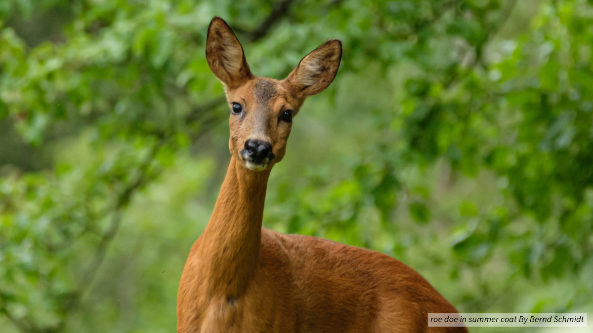 It's not just reindeer females that can grow antlers! Some female deer species, including roe, sika, whitetail, mule, moose, red deer, and even the American elk, have been recorded developing fully formed, albeit stunted or abnormal, antlers. #WildlifeWednesday #AntlerFacts