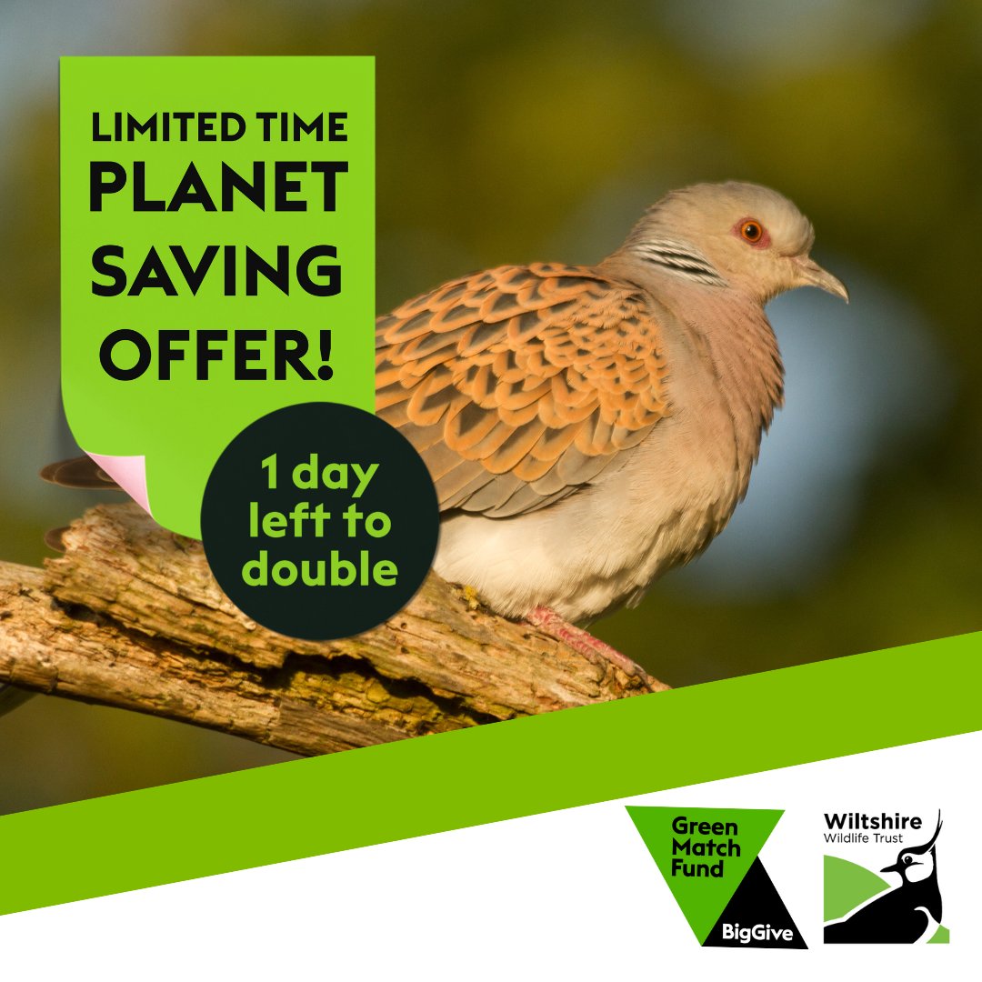 There is just ONE DAY LEFT to double your donation! Take advantage of this limited time offer by visiting bit.ly/3vgJPHv to donate today and make twice the impact for turtle doves in #Wiltshire. #GreenMatchFund #2for1nature #WildlifeWednesday