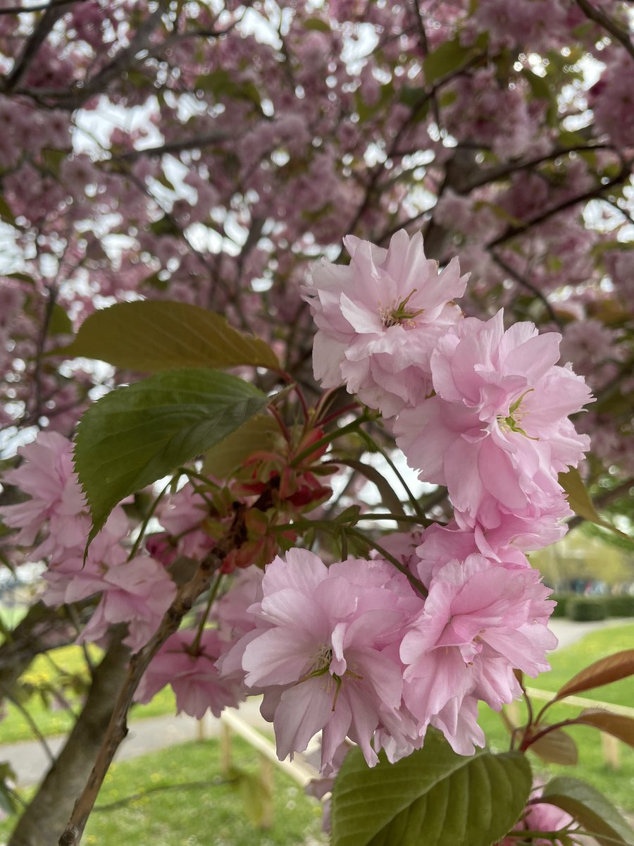 Lovely blossom on campus @WrexhamUni #wrexham #spring