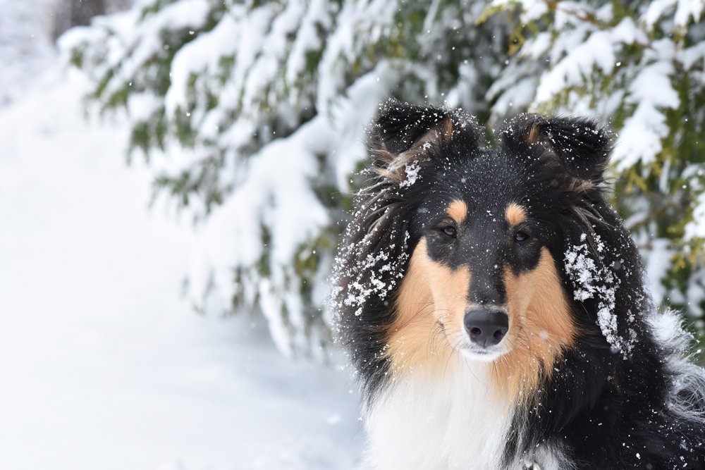 Sakari Alasuutari tweet media