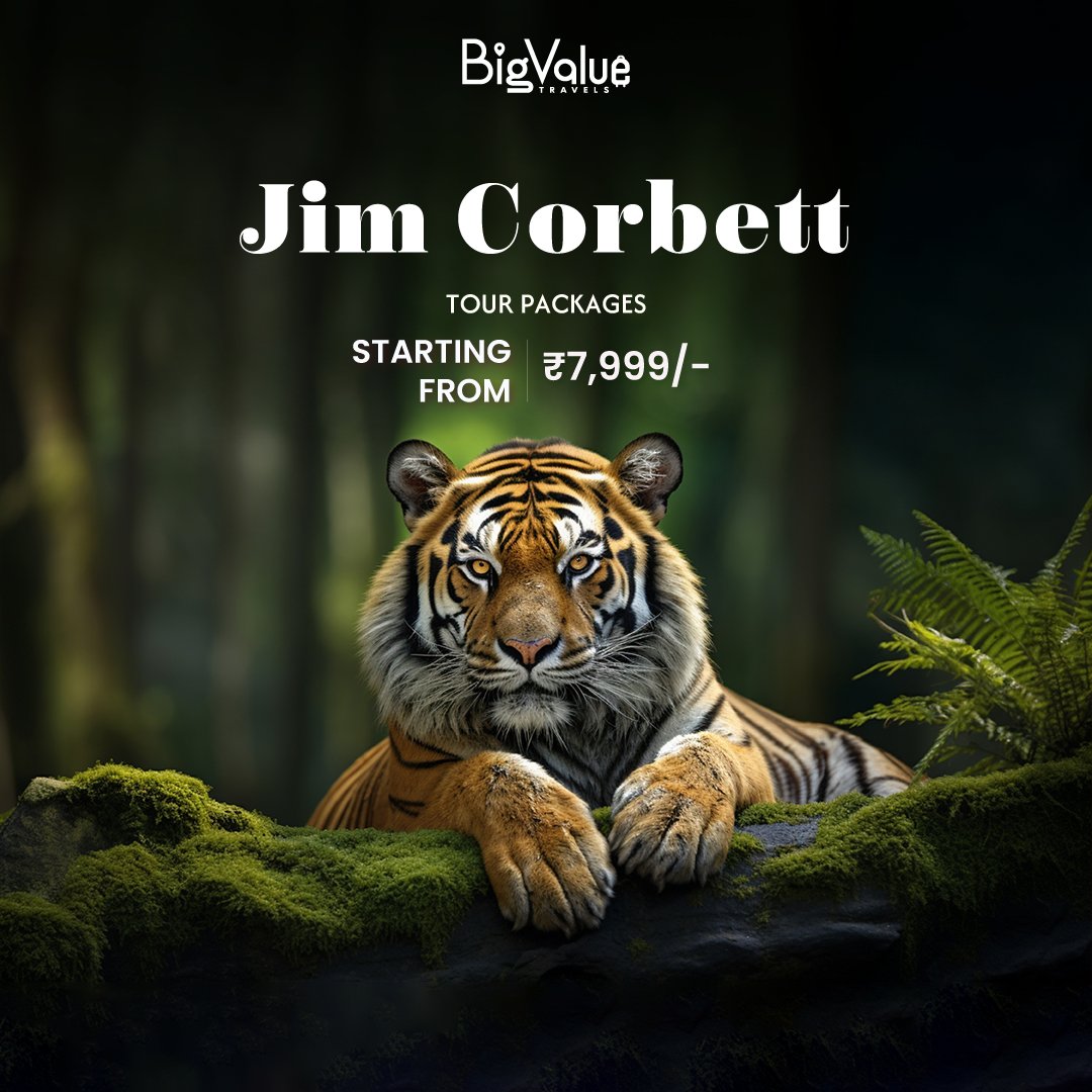 Explore the untamed wilderness of Jim Corbett, where every second gets you closer to nature's raw splendour.
.
Visit us at bigvaluetravels.com

#jimcorbett #uttarakhandheaven #rishikesh #forest #adventurecat #tigers #bigvaluetravels