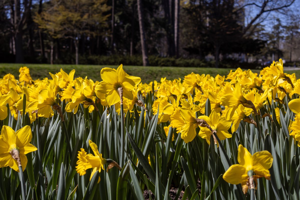Yellow Daffodils At The Park #photography #nature #naturephotography #daffodils #canon #canonr10 #spring #spring2024 #gagepark #hamont