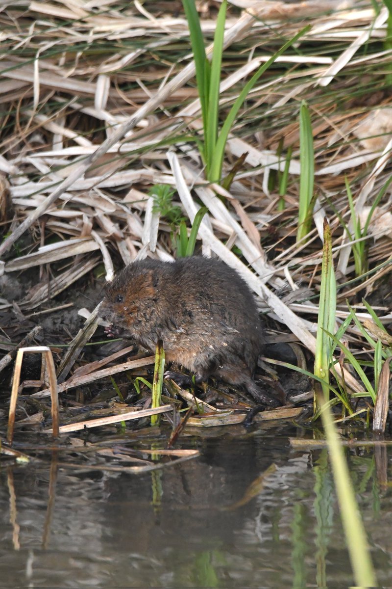 Water vole 
Bude Cornwall 〓〓 
#wildlife #nature #lovebude 
#bude #Cornwall #Kernow #wildlifephotography 
#TwitterNatureCommunity
#Watervole