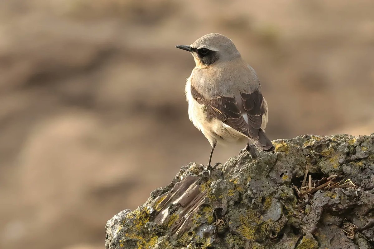 Wheatears #pembreyharbour