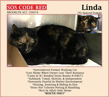 Everytime I look their way at NYC ACC it's killing day! Older tortie 'Linda' is on death row because she's scared this we know! Death may come on 04/25 oh so cruel unless we save this precious jewel! Adopt if nearby or pledge & don't let her die! nycacc.app/#/browse/194674 Tag