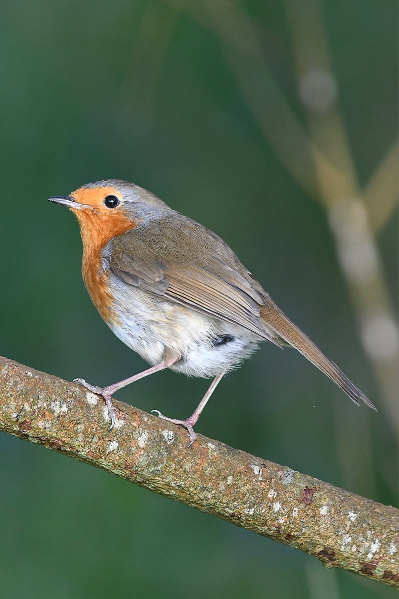 Robin 
Bude Cornwall 〓〓 
#wildlife #nature #lovebude 
#bude #Cornwall #Kernow #wildlifephotography #birdwatching
#BirdsOfTwitter
#TwitterNatureCommunity
#Robin