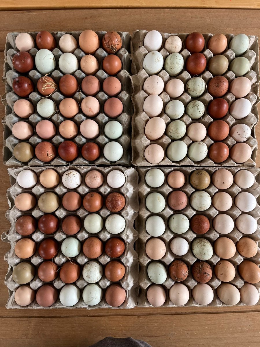 We’re all set this morning to drop off some eggs and hatching equipment to another school in Somerset. 

Exciting times… 🥚🐣