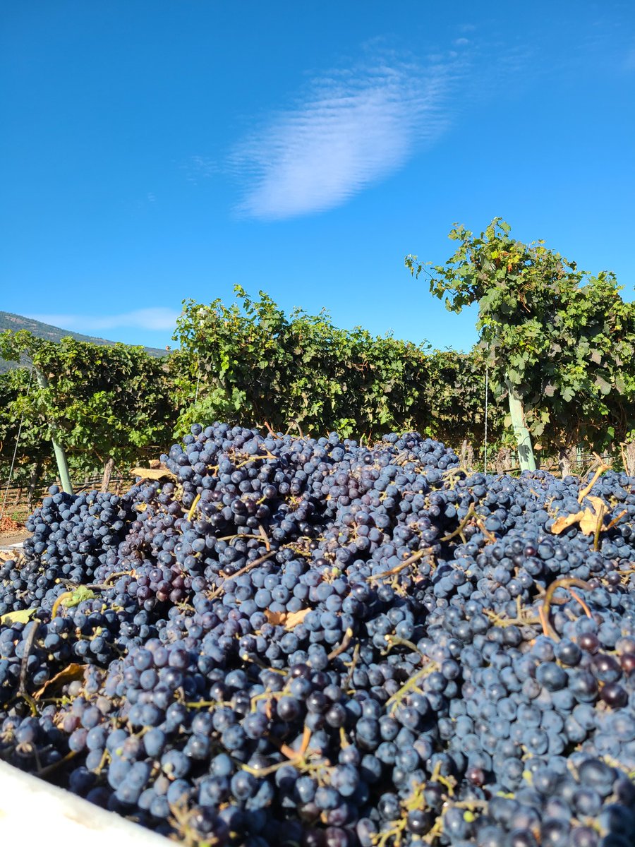 A Few Reasons to Buy BC Wines During BC Wine Month
#bcwine @bcwine #Okanagan #Similkameen #VancouverIsland #organic #biodynamic 
wp.me/p1rfI3-9o0