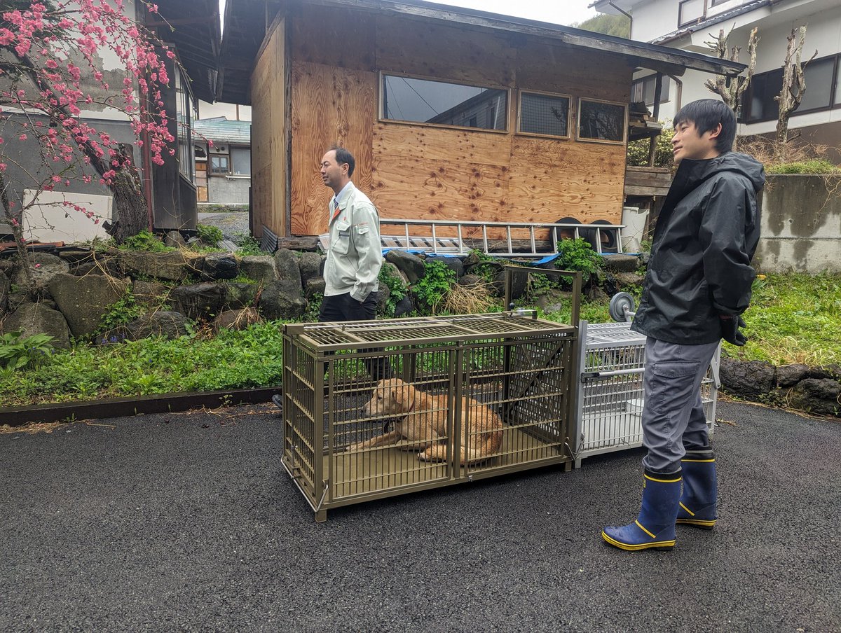 angeli0836's tweet photo. 飼い主さんの元に返したい！情報拡散お願いします。赤い首輪の中型犬オス。今朝ようやく佐久穂町役場の方が仕掛けたオリに入り佐久保健所の方々が引き取って行かれました。飼い主さんと再会できますように！
#赤い首輪
#茶色の垂れ耳犬
#拡散希望RT
#迷い犬保護
#長野県
#佐久穂町
#佐久保健所 https://t.co/ZStEX8Zj7K