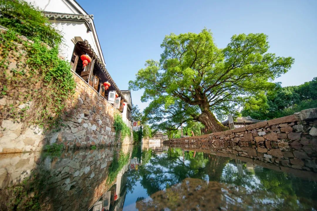 The 370-year-old Chinese anise tree in #Suzhou's Diaohualou (Engraving Pavilion) is currently adorned with delicate red flowers. With a history spanning 2500 years, Suzhou boasts many #ancienttrees, adding to its charm. #BeautifulSuzhou