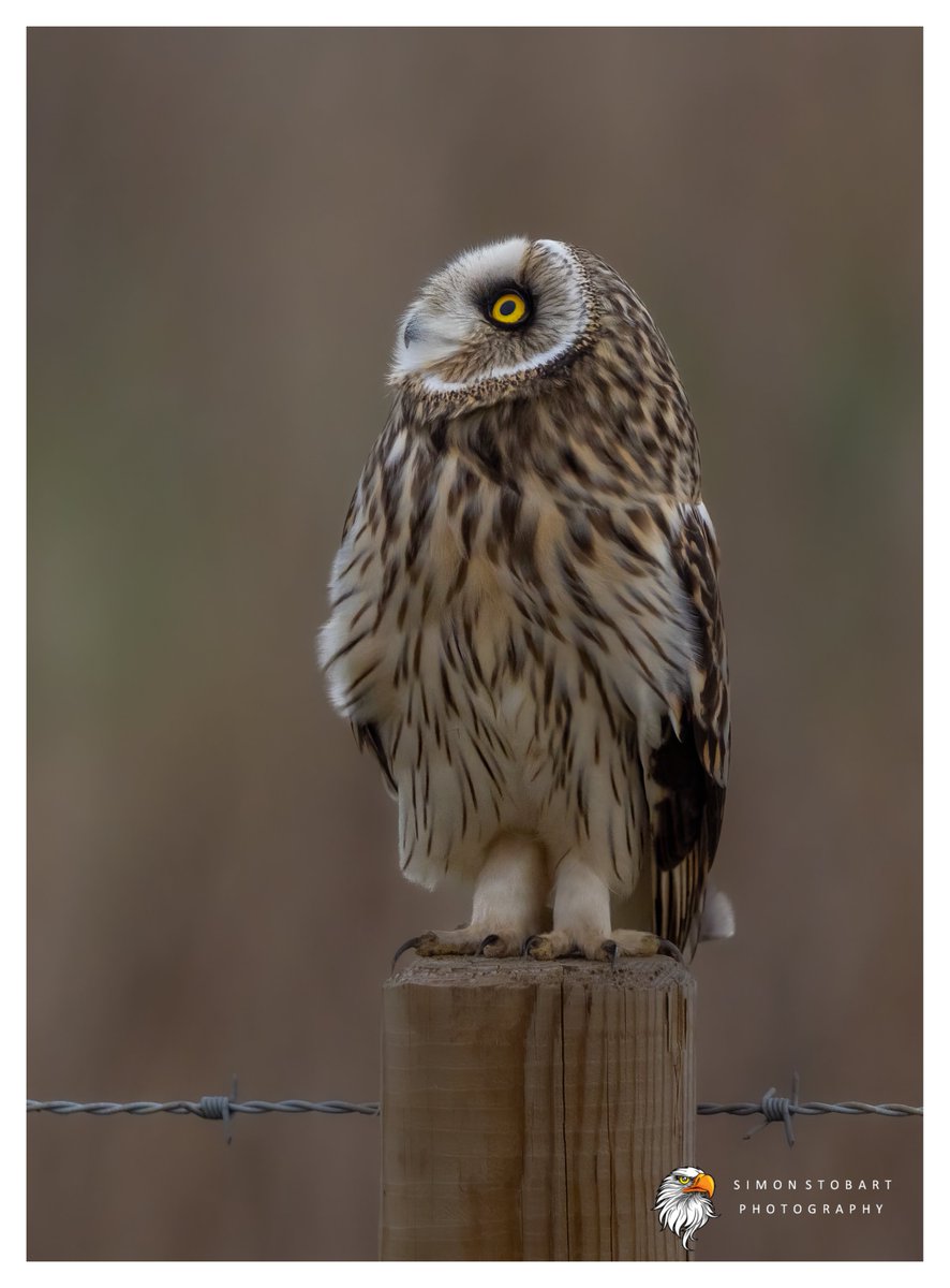 Eyes to the sky with this Short Eared Owl on Teesside.
@teesbirds1
@teeswildlife
@DurhamBirdClub
@Natures_Voice
@NatureUK
@WildlifeMag
@BBCSpringwatch
@NTBirdClub
@CanonUKandIE
#naturephotographyday #birds #wildlifephotography