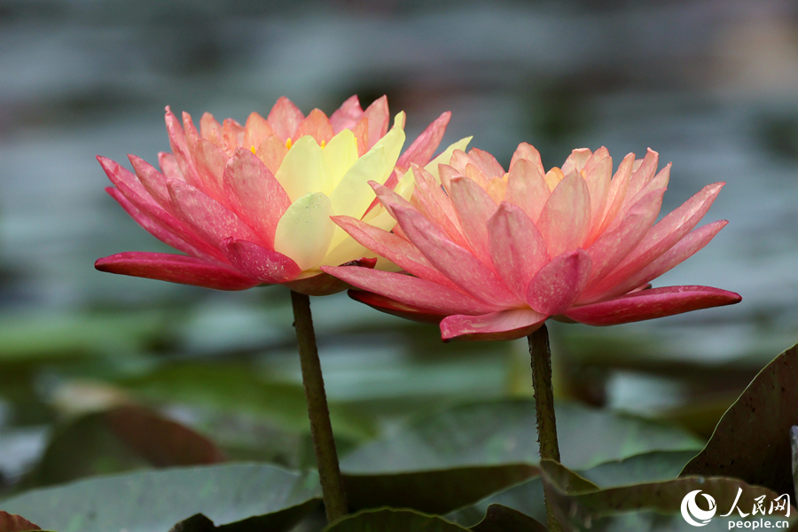 VoiceofPD's tweet image. #SpringinChina
Over 10 two-colored #waterlily flowers were in bloom at the Maluan Bay Shuangxi Wetland Park in Jimei district, #Xiamen city, southeast China’s #Fujian Province, on April 22.
More pics: en.people.cn/n3/2024/0424/c…