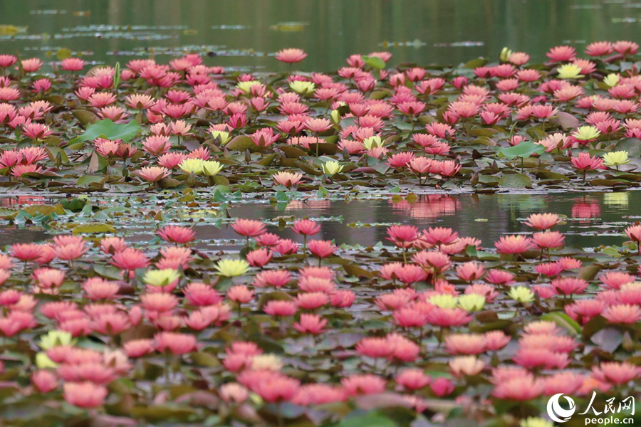 VoiceofPD's tweet image. #SpringinChina
Over 10 two-colored #waterlily flowers were in bloom at the Maluan Bay Shuangxi Wetland Park in Jimei district, #Xiamen city, southeast China’s #Fujian Province, on April 22.
More pics: en.people.cn/n3/2024/0424/c…
