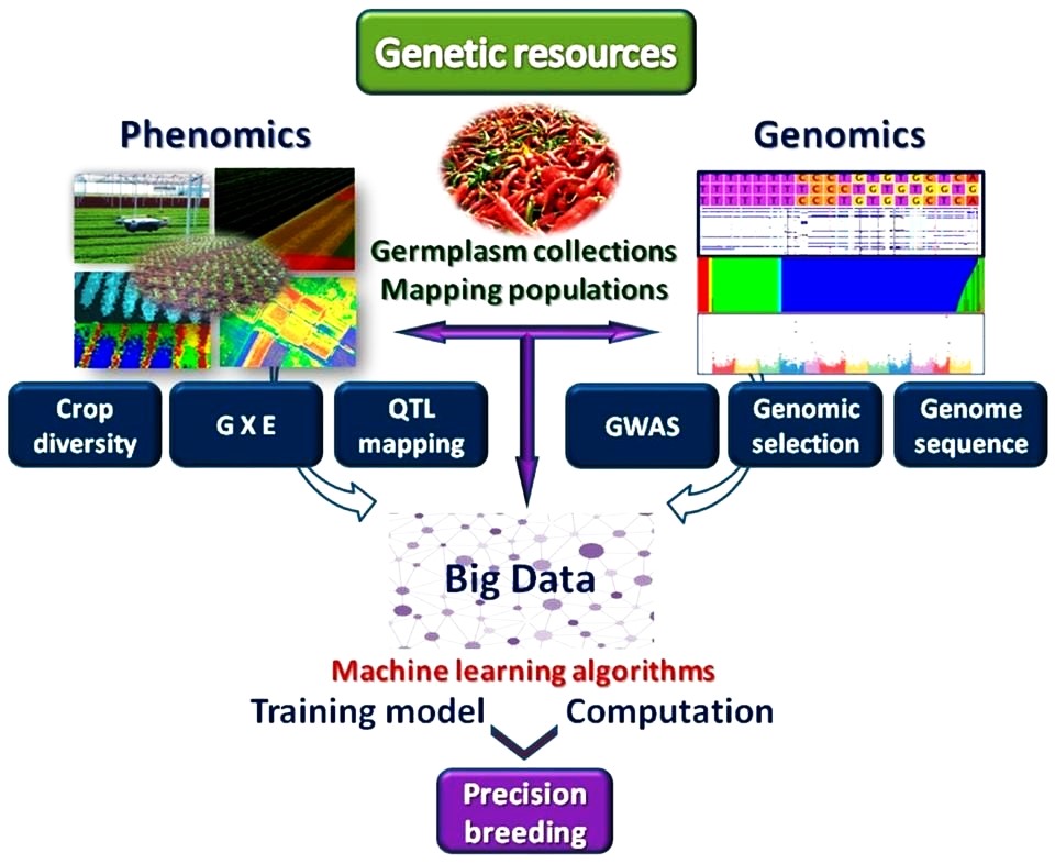 VERY IMPORTANT !
🧑‍🎓🧬🔬🌾🖥️🧩📈💚👨‍🌾🌾🍞 
#agrobiodiversity #AgData
➡️Applications and Trends of Machine Learning in Genomics and Phenomics for Next-Generation Breeding
➡️ doi.org/10.3390/plants…
#genebank #geneticresources #phenomics #Genomics  #QTL #GWAS #bigdata #plantbreeding