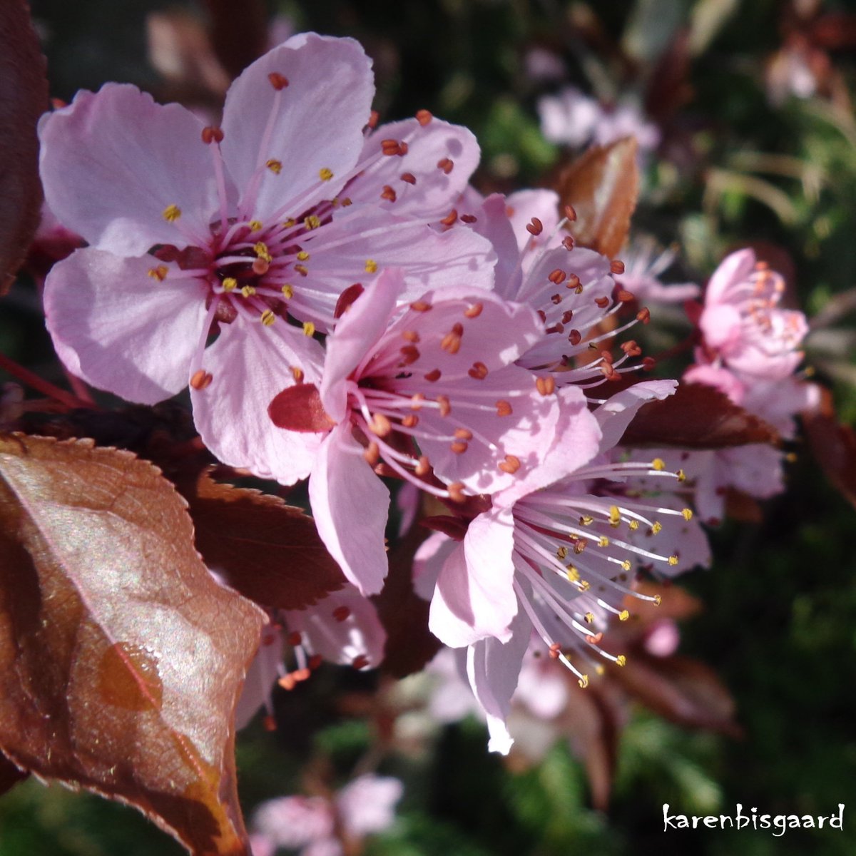 karensnaturephotography.blogspot.com/2024/04/pink-f…
#treeflowers #spring #naturephotography