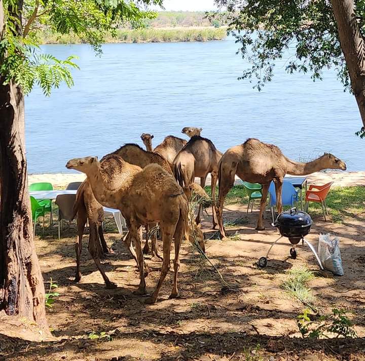 Live camels 🐫 for sale available in lusaka. -5 year old males untrained for kurbani $3000. - Trained adult males for riding $4000. -2 year old untrained males $2500. -2 year old untrained females $2500 -Pregnant pure breed somali camels $4000 Order now call 077 77 44 777