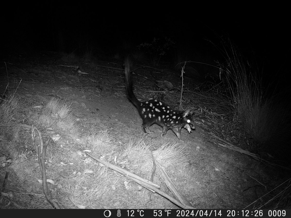 #Help! Can you figure out what this eastern #quoll might have in its mouth? Our ecologists are stumped and need your help. The camera trap photo was taken on a #Wildtracker participating property just south of #Hobart, #Tasmania.