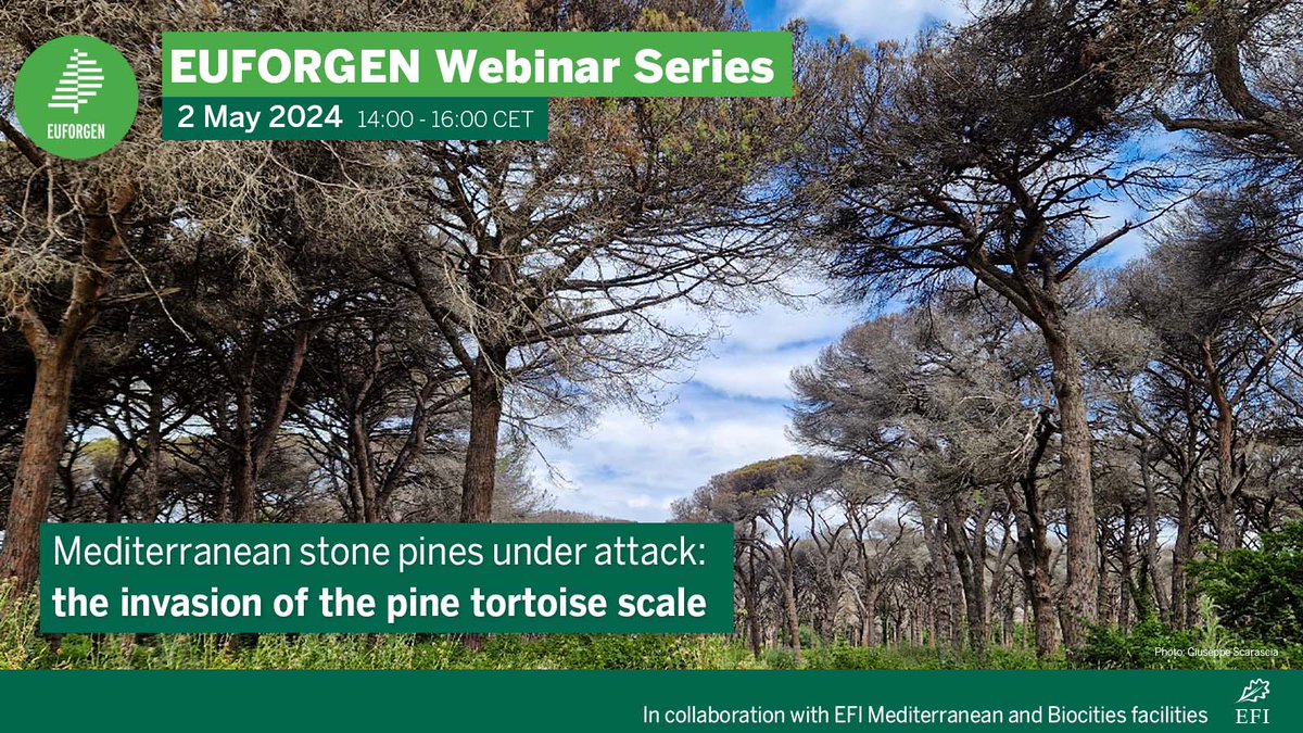 The pine tortoise scale threatens stone pines & #Mediterranean forests!🪲🌳

Join a @EUFORGEN webinar on 🗓️2 May 🕑14h CEST to explore challenges & opportunities through #genetics research🔬🧬

Find out more and register!👉bit.ly/49PMndI