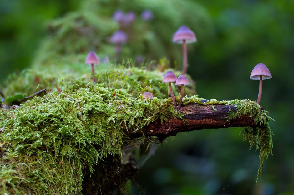 I believe nature is intelligent. The fact that we lack the language skills to communicate with nature does not impugn the concept that nature's intelligent; it speaks to our inadequacy for communication. 
~Louie Schwartzberg, author of Fantastic Fungi