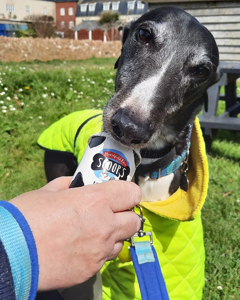 Thank you to everyone who came along to our recent walk in West Bay, Dorset. The weather was kind, and we had a wonderful turnout! 😊 The hounds enjoyed their well-earned doggy ice-creams at the end! Thanks to everyone's generosity, a total of £60 was raised for hounds in need!