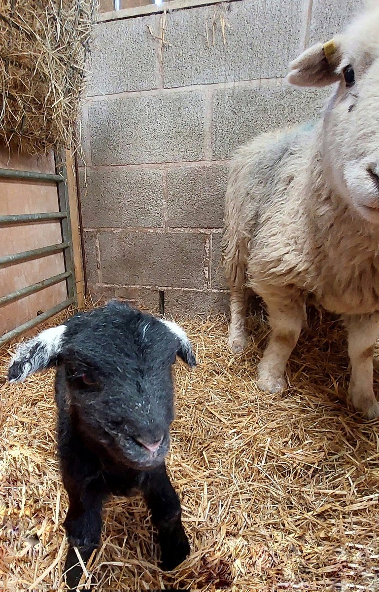 Out into the big wide world for this little one, lots more exploring & things to learn. Mums had a pedicure, wormer and some corn off to enjoy some lush grass and sunshine...
#herdwicks #hillfarm #sheep #lambing #peakdistrict #farmstays