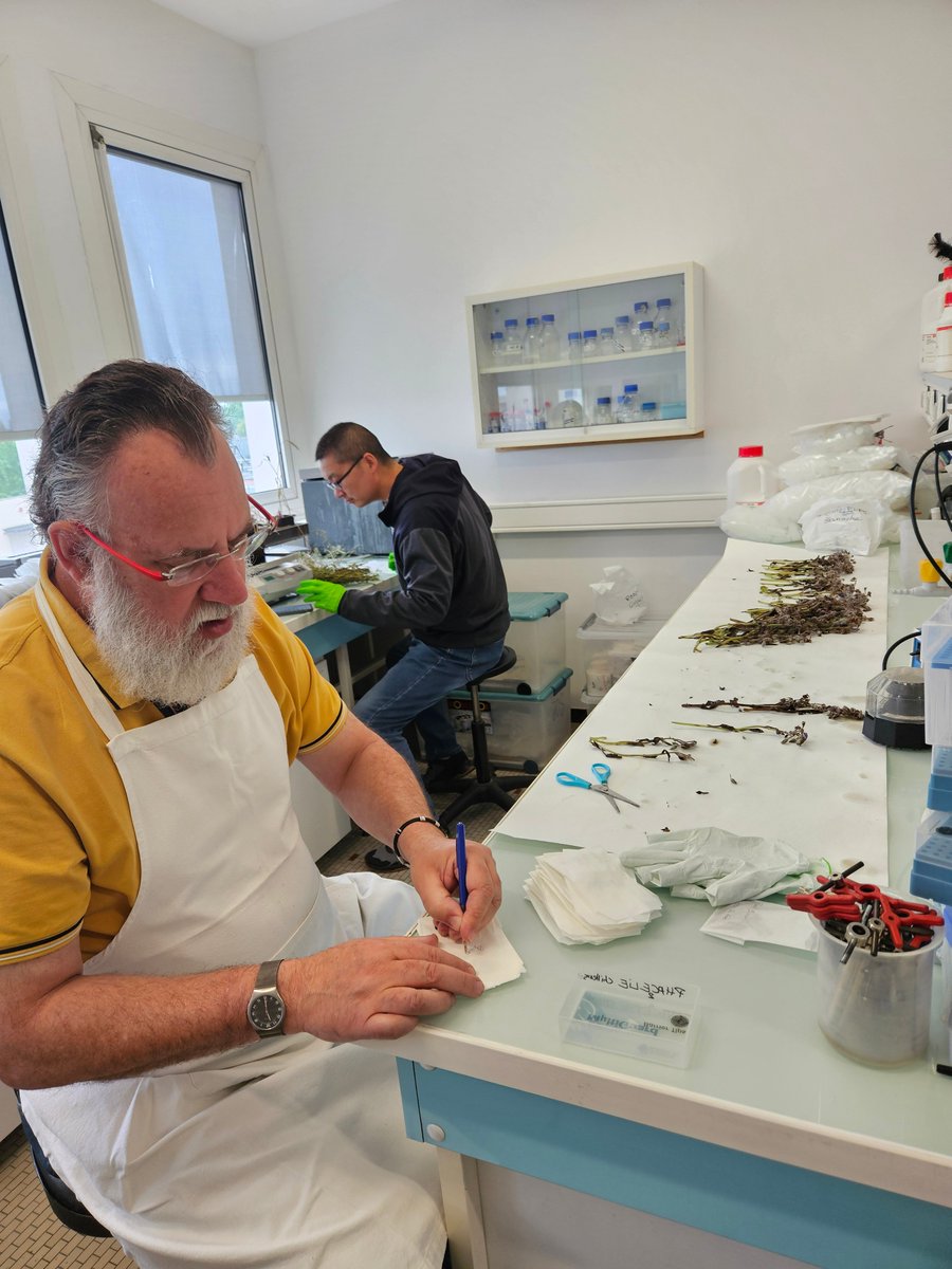 Effort collectif de l'équipe VIRO pour préparer et stocker 4000 advantices collectées dans toutes les régions betteravières du Nord de la France (2200 km parcourus) pour des analyses métagénomiques.