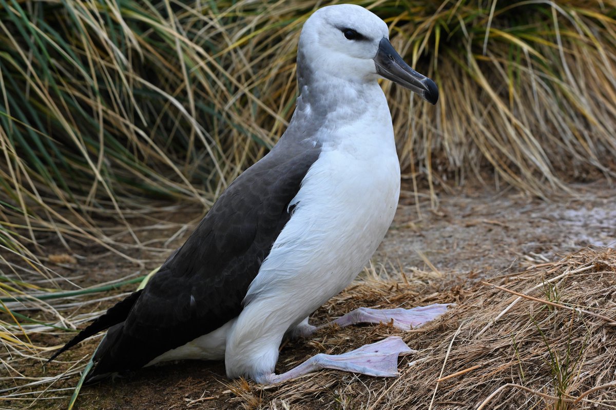 Young Black Browed Albatross....