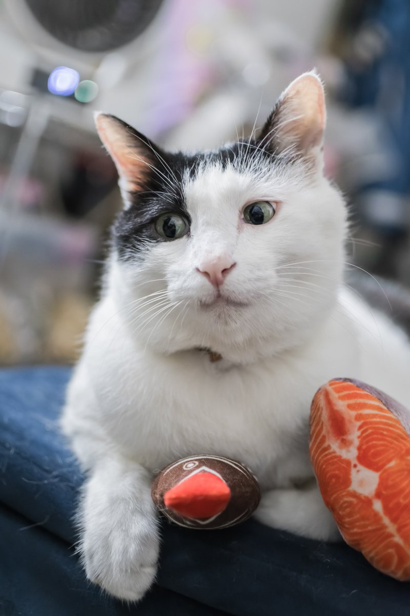 sutsuuuuu's tweet photo. #くろなんペット自慢
①Ｂくん
②保護猫、模様で分類したらぶちねこです
③優秀のモデルさん！
単眼カメラに怯えないし逃ない、表情管理もしっかりしてる、毎日家で撮影会開催できます！ https://t.co/xYMPdd6Lf1