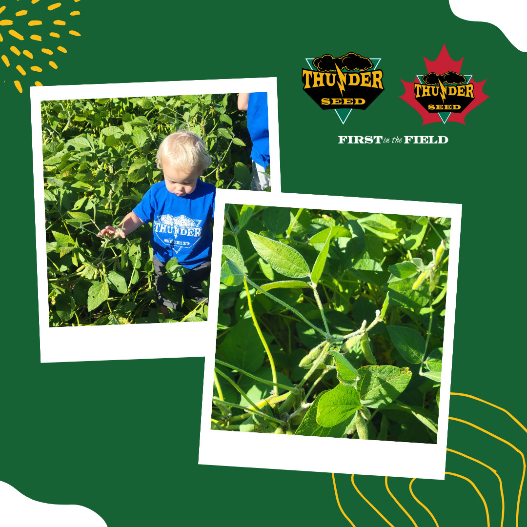 As much as we love watching our soybeans grow we enjoy watching the next generation growing alongside it even more. #thunderseed #soybeans #plant24 #firstinthefield