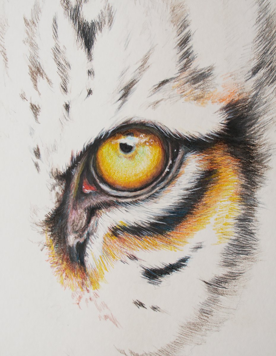 Work in progress!
Here is Tiger Eye study I did for Instagram live with Scholar Stationary.
#art #illustration #IndiAves #tiger #artforconservation  #naturelovers #TwitterNatureCommunity #wildlifeart #bigcatconservation #art #ArtistOnTwitter
