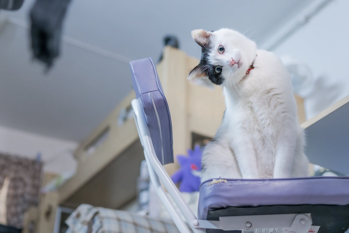 sutsuuuuu's tweet photo. #くろなんペット自慢
①Ｂくん
②保護猫、模様で分類したらぶちねこです
③優秀のモデルさん！
単眼カメラに怯えないし逃ない、表情管理もしっかりしてる、毎日家で撮影会開催できます！ https://t.co/xYMPdd6Lf1