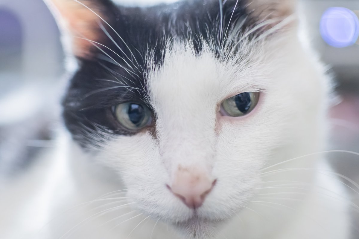 sutsuuuuu's tweet photo. #くろなんペット自慢
①Ｂくん
②保護猫、模様で分類したらぶちねこです
③優秀のモデルさん！
単眼カメラに怯えないし逃ない、表情管理もしっかりしてる、毎日家で撮影会開催できます！ https://t.co/xYMPdd6Lf1