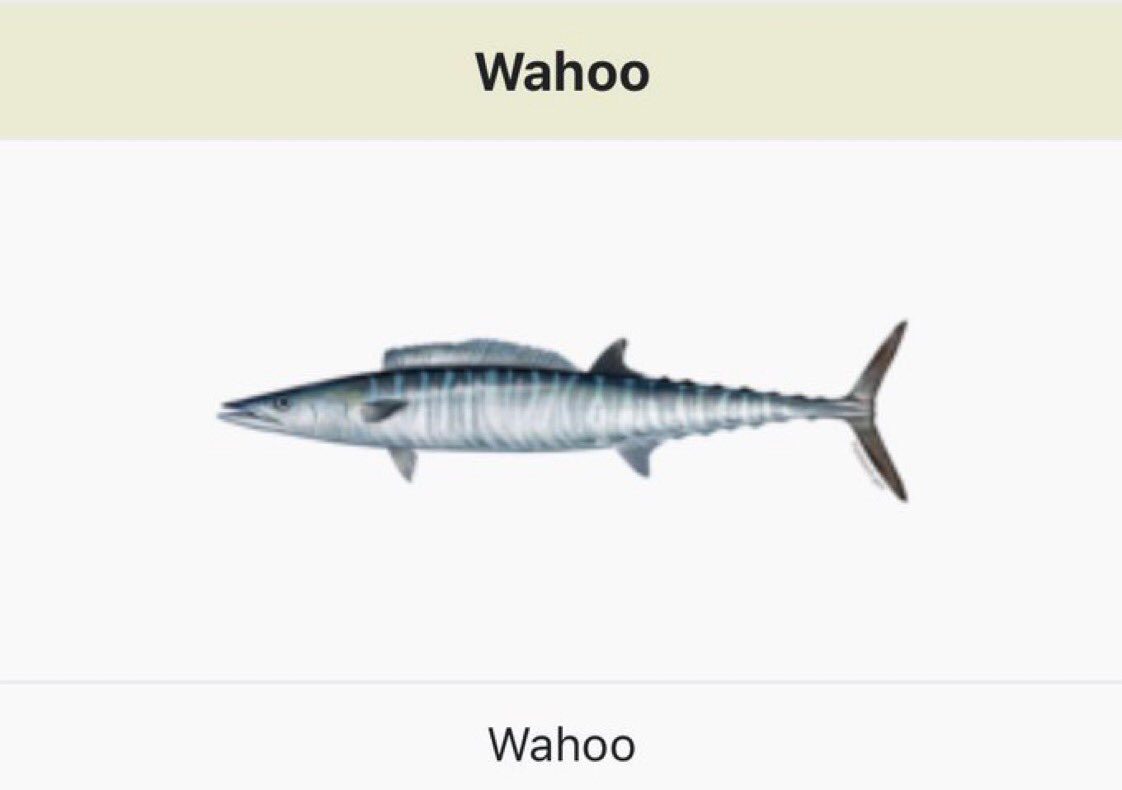 It's Wahoo Wednesday again!!!! Time for a Fishy Fun Fact!!!!! Did you know that the Wahoo has an average top swimming speed of 77 kph (or 48 mph)? That's really fast!!!!! What's your top speed? WAHOO!!!!!!⏩🐟⏩🐟⏩🐟