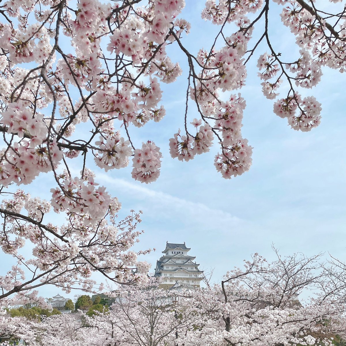 GA🌸✨
Himeji Castle, 7th April 2024