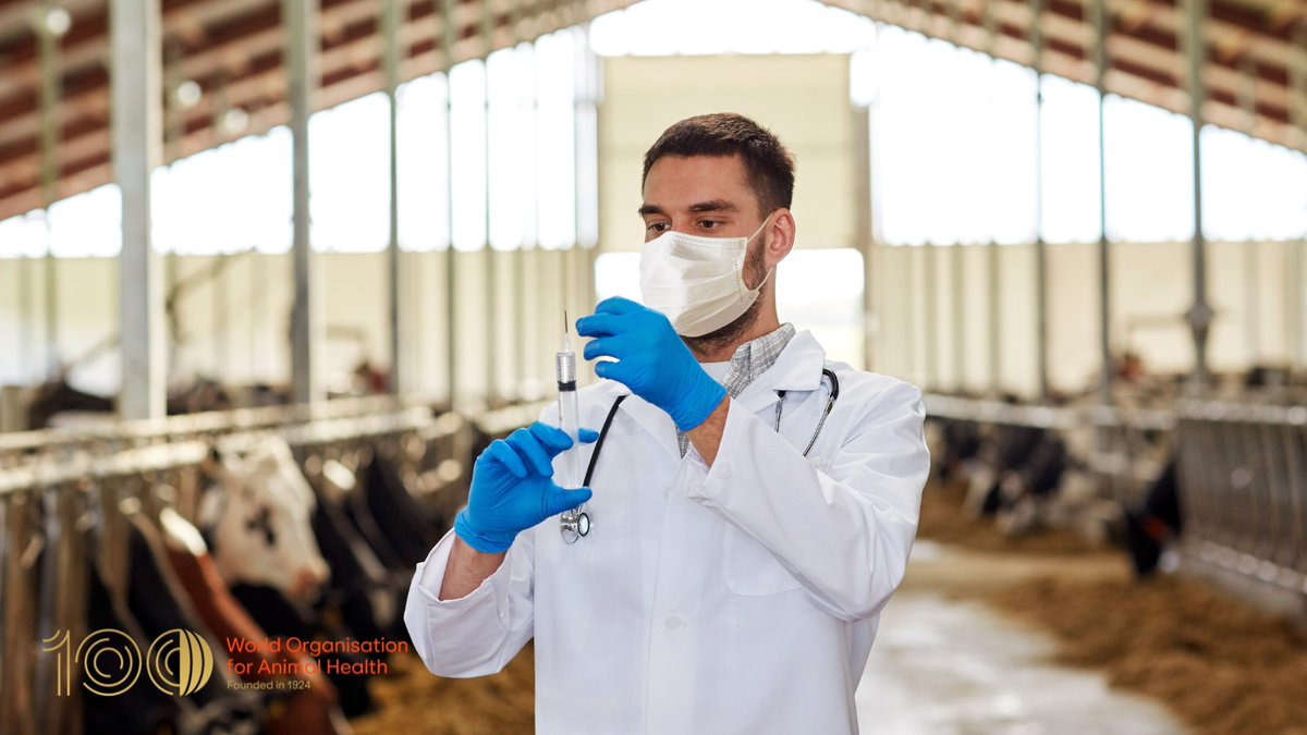 #DYK? Vaccines allowed the global eradication of rinderpest - a devastating cattle plague. This #WorldImmunizationWeek, we celebrate the power of #veterinary vaccines to improve #animalhealth & productivity worldwide. #WorldImmunizationWeek #VaccinesWork #VaccinationSavesLives