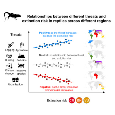 Our new paper led by @FarooqHarith now out in @CurrentBiology : 'Threats to reptiles at global and regional scales' In here we extend our work on mapping threats using the @IUCNRedList data to 🐍🦎🐢and link threats to risk of extinctions authors.elsevier.com/c/1izpi3QW8S6E…