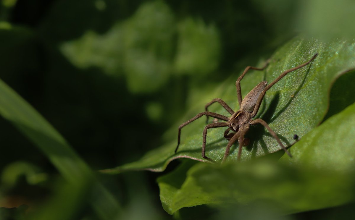 Nursery Web Spider (Pisaura mirablis) basking in the Sun @BritishSpiders @KentWildlife