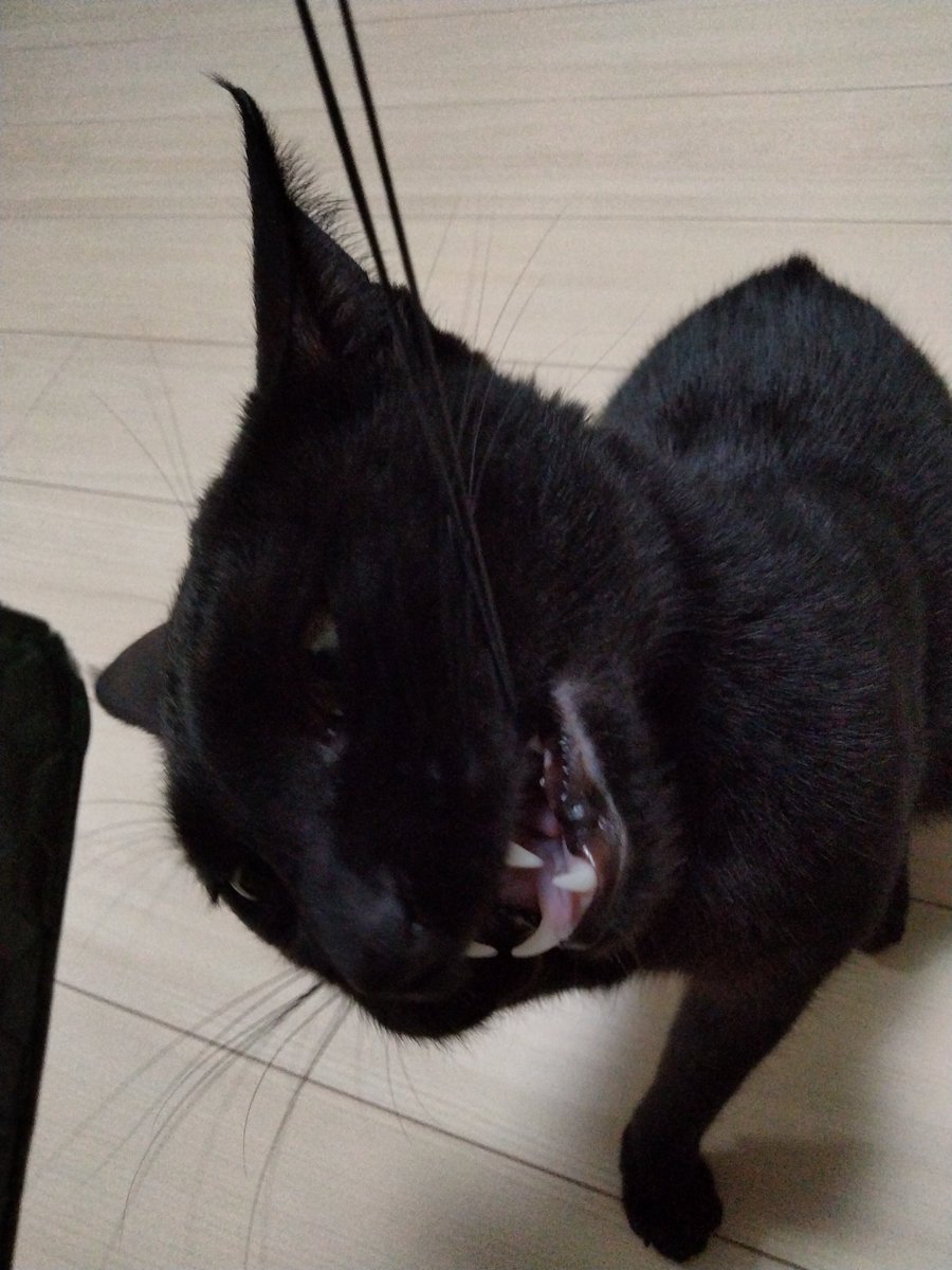 ルナ様の写真を見てニヤニヤしてました😼
まわりから変な目で見られていだろうか🤣
#黒猫
#猫のいる暮らし
#猫好きさんと繫がりたい