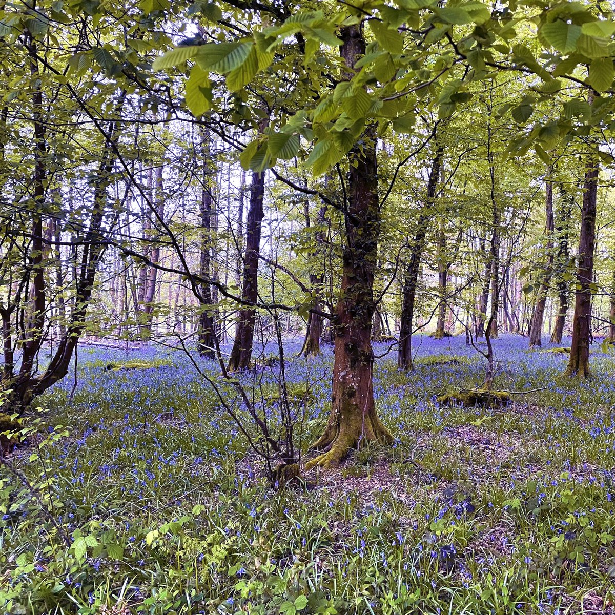 Best places for #bluebells at Bedgebury? Head towards Redwood Avenue, the viewpoint along Dallimore Valley and the Forest Gateway. Explore the woodland edges of the pinetum or Conifer Conservation project🌲 Stick to designated paths to protect the bluebells for the future💙